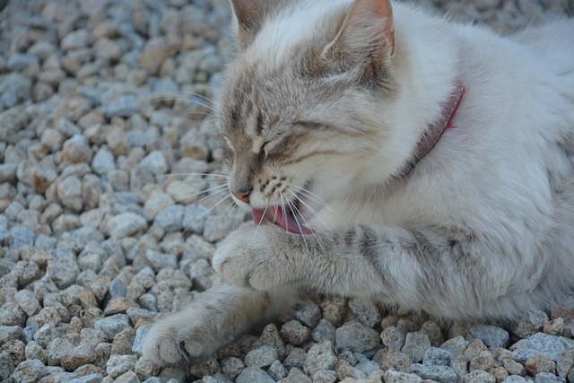 kissan hiekkalaatikko