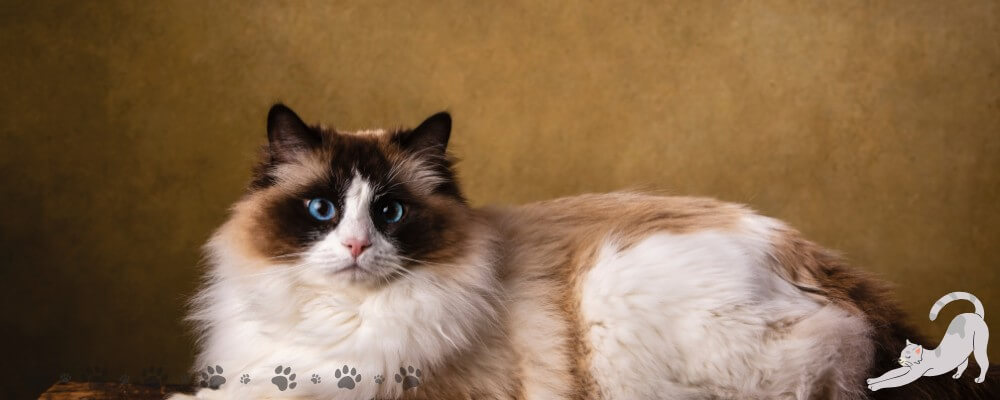ragdoll