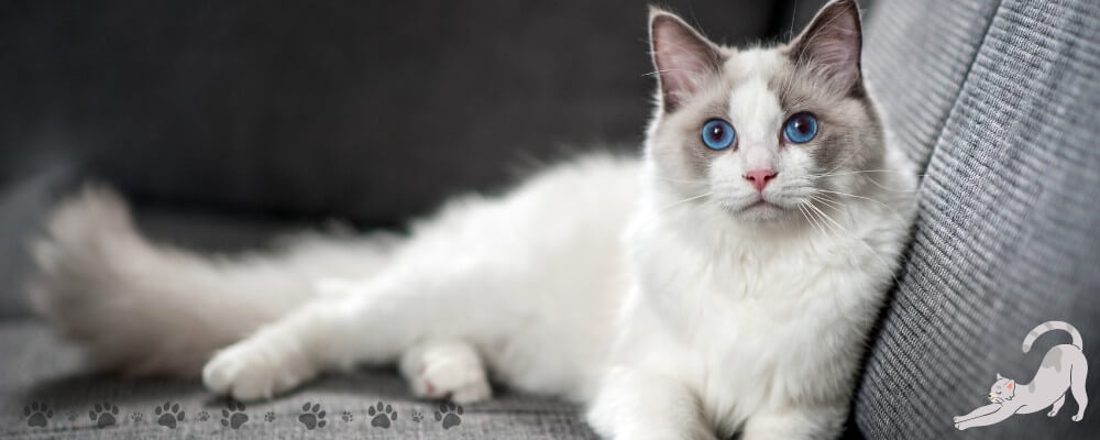 ragdoll