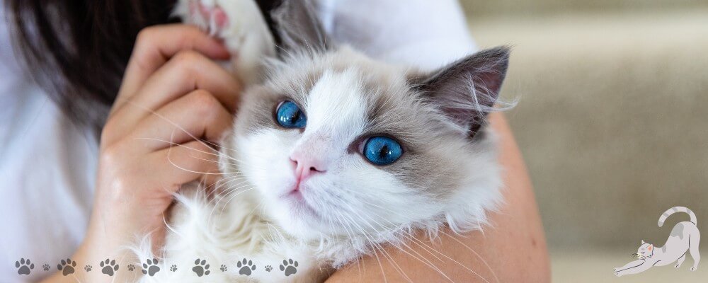ragdoll