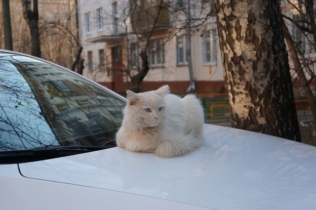 automatka kissan kanssa