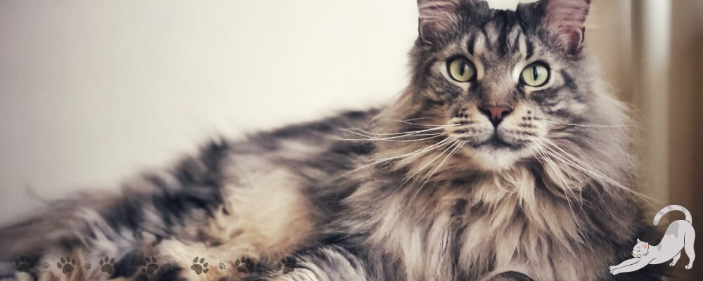 pitkäkarvainen kissa