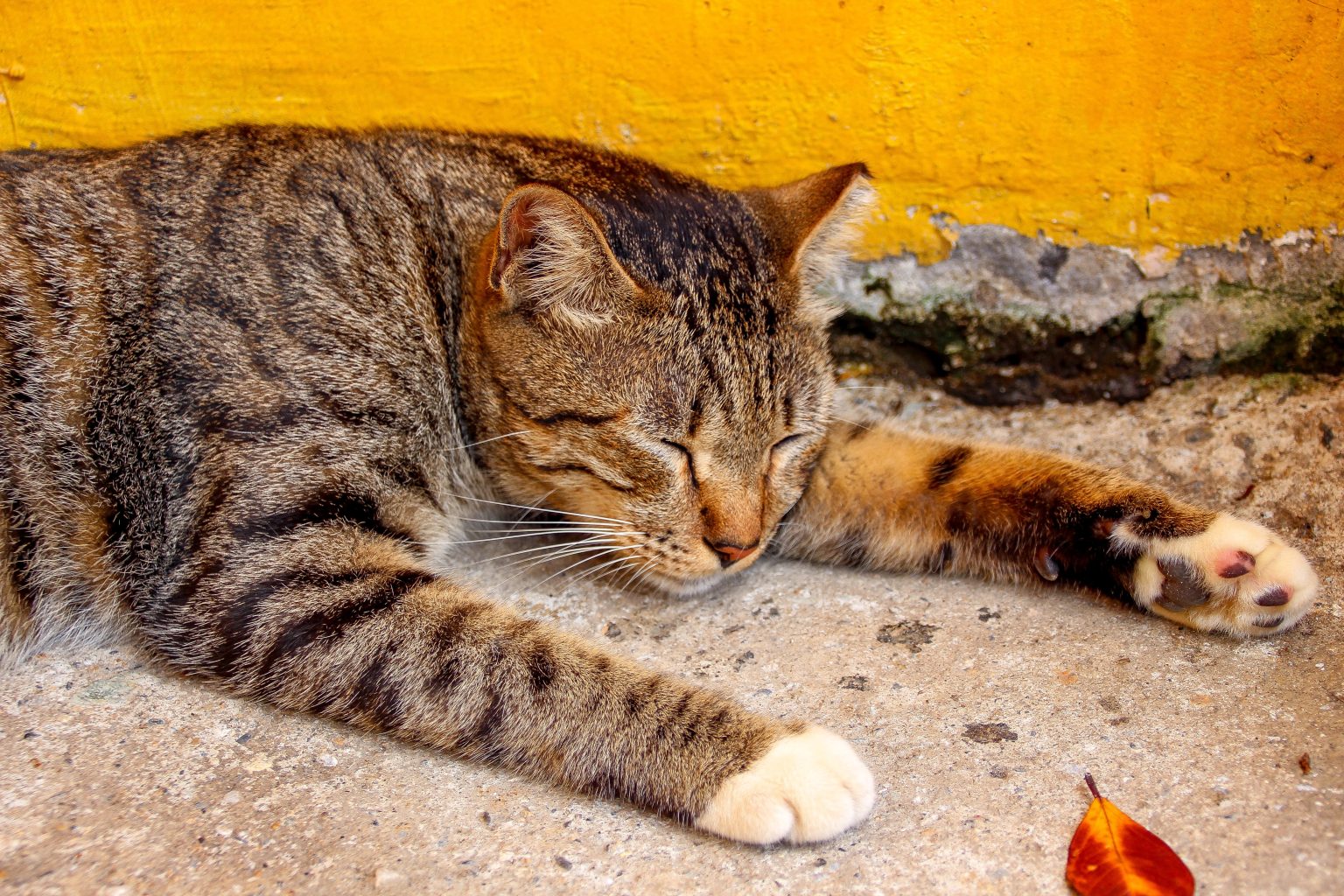 Kissan diabetes oireet ja hoito