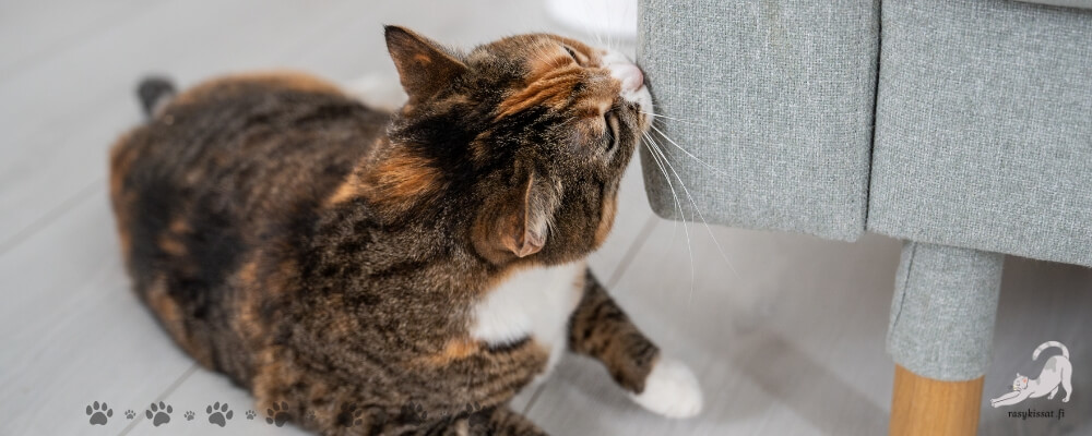 Kissa puskee
