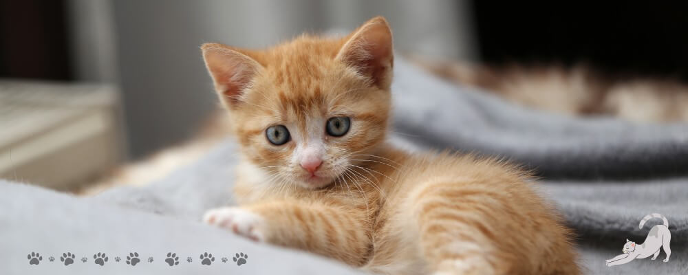 punainen kissanpentu