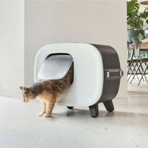 kannellinen kissanvessa