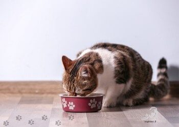 kissa syö