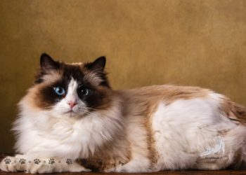 ragdoll