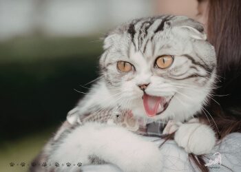 miksi kissa läähättää